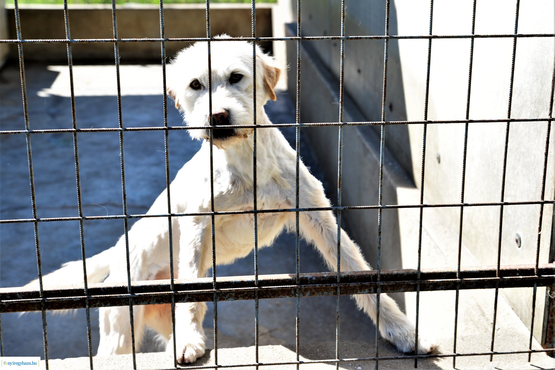 Látogatás az Állatbarát Alapítvány Állatotthonában