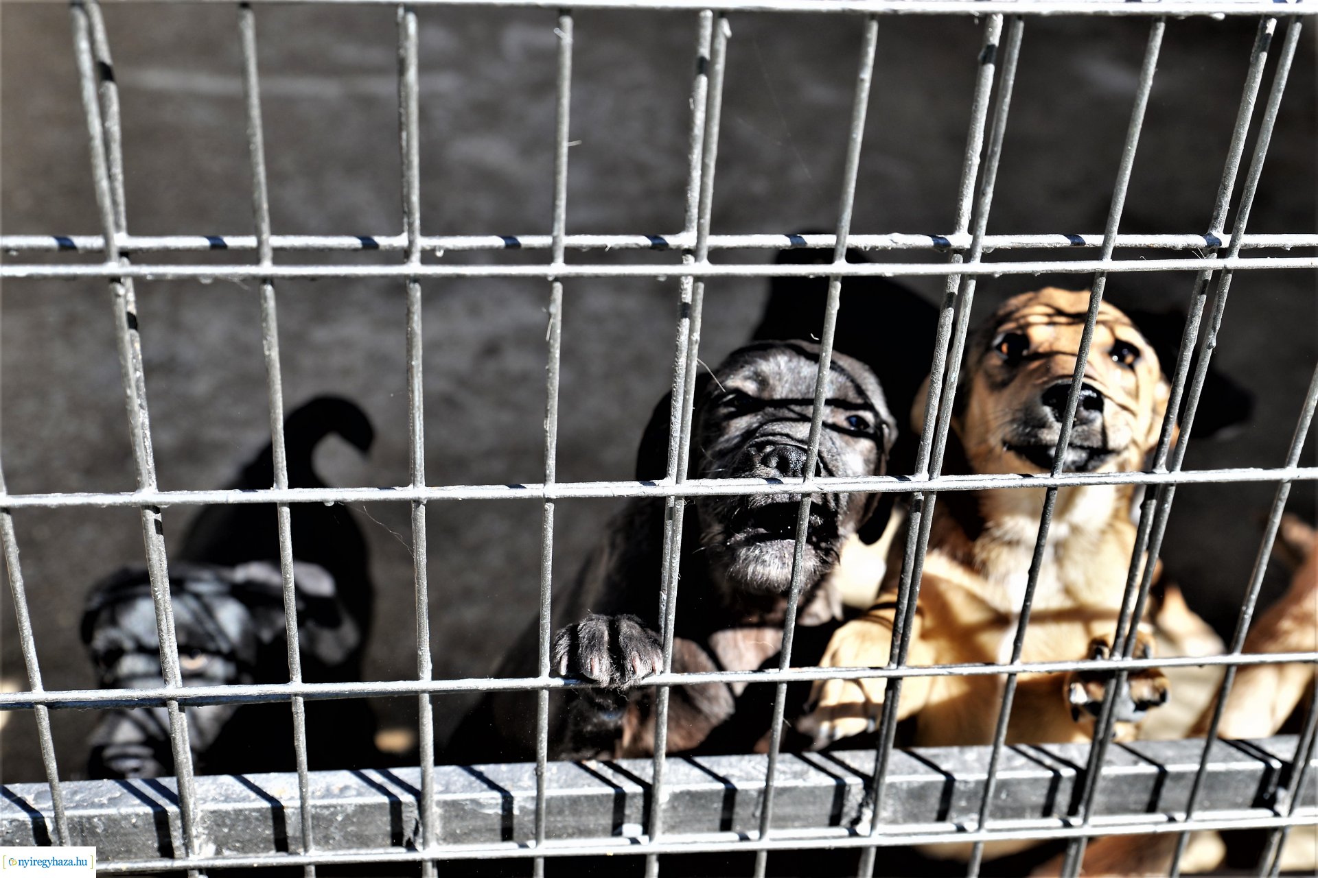 Látogatás az Állatbarát Alapítvány Állatotthonában