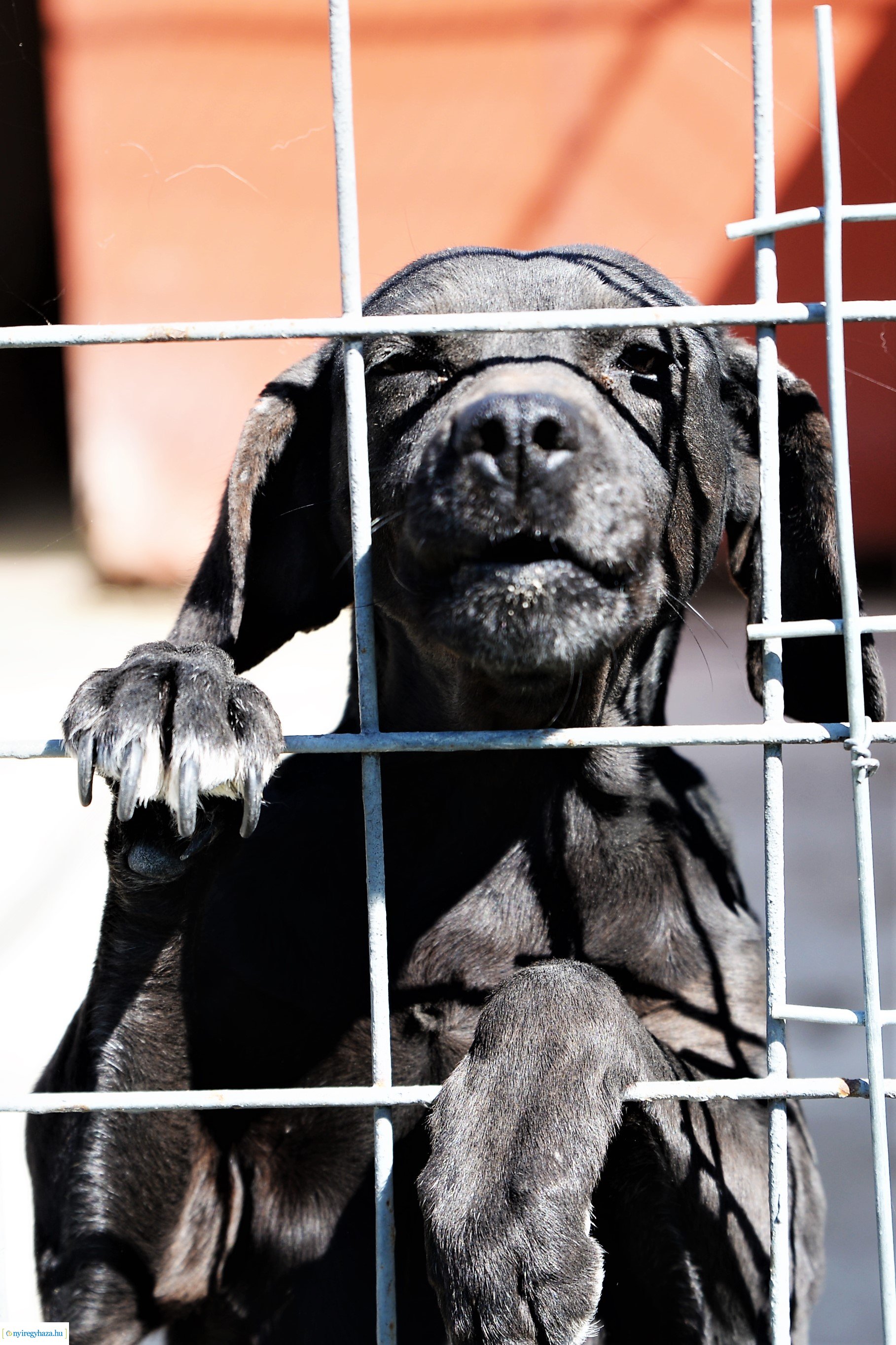 Látogatás az Állatbarát Alapítvány Állatotthonában