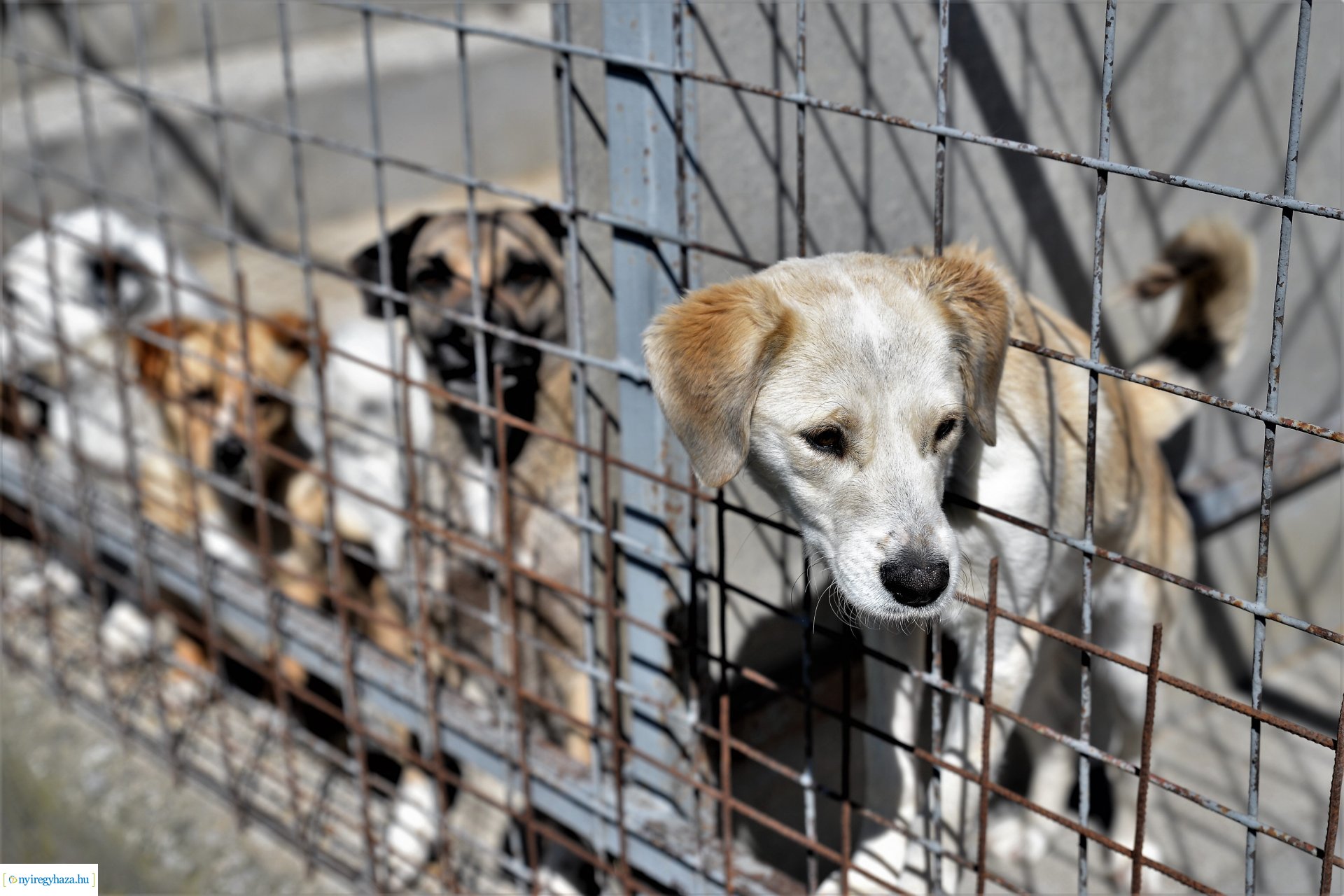 Látogatás az Állatbarát Alapítvány Állatotthonában