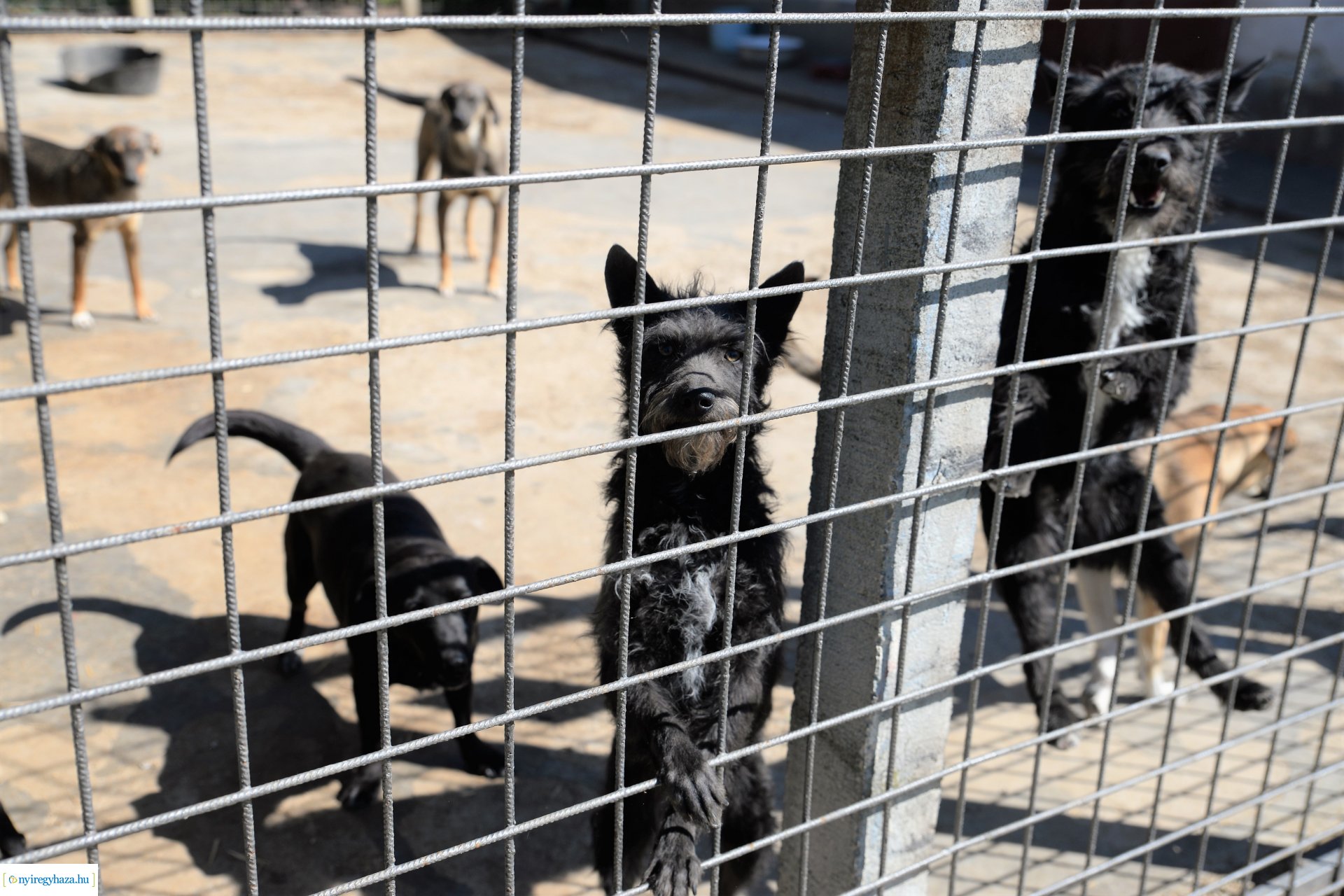 Látogatás az Állatbarát Alapítvány Állatotthonában