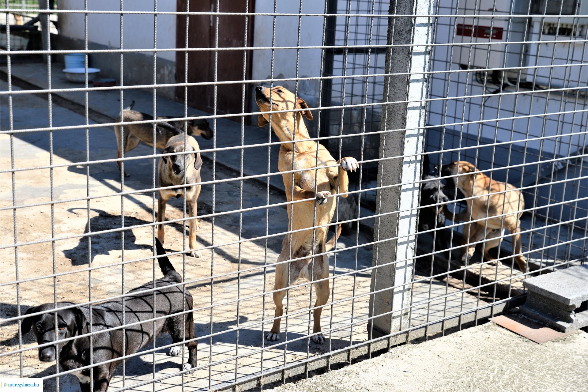 Látogatás az Állatbarát Alapítvány Állatotthonában