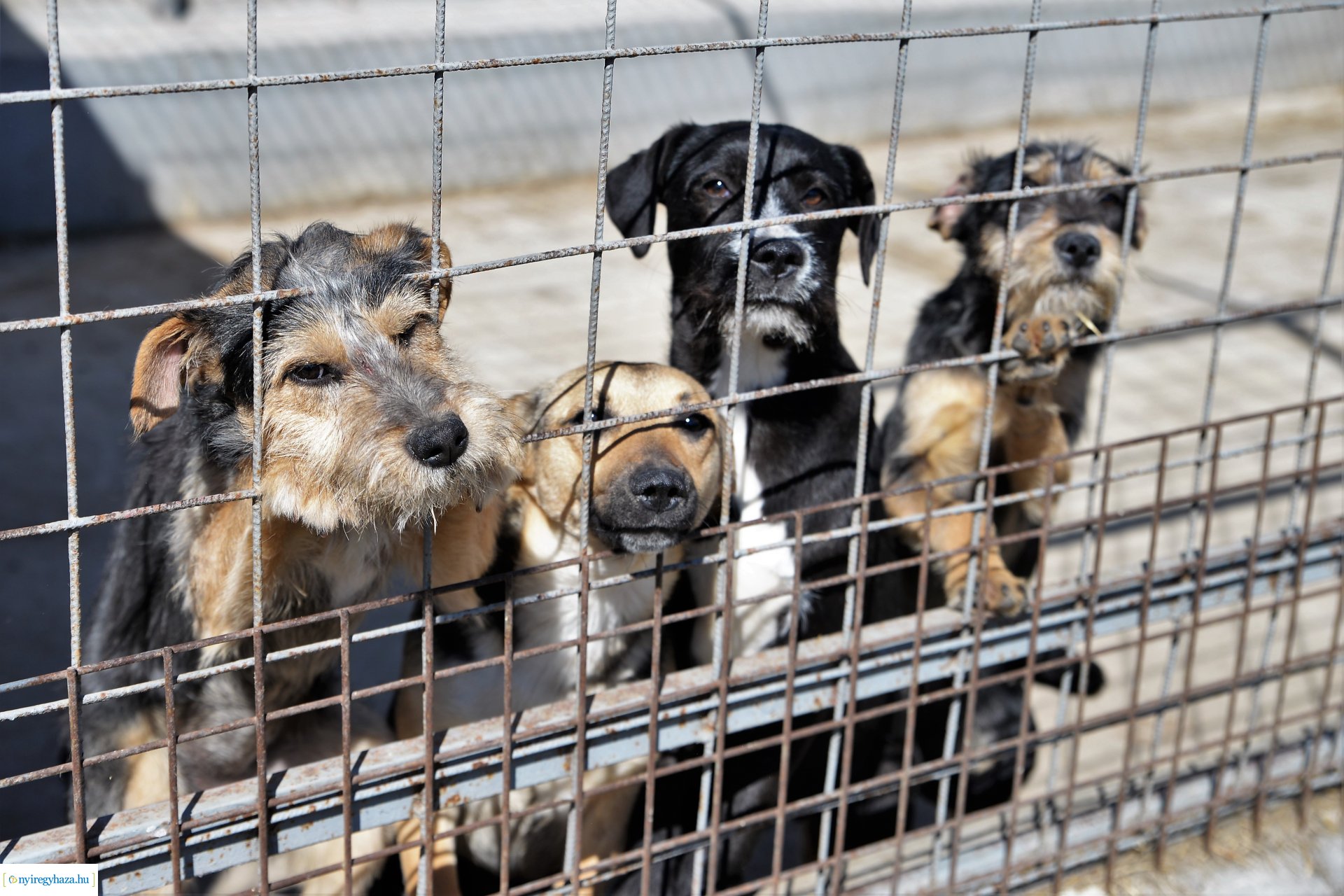 Látogatás az Állatbarát Alapítvány Állatotthonában