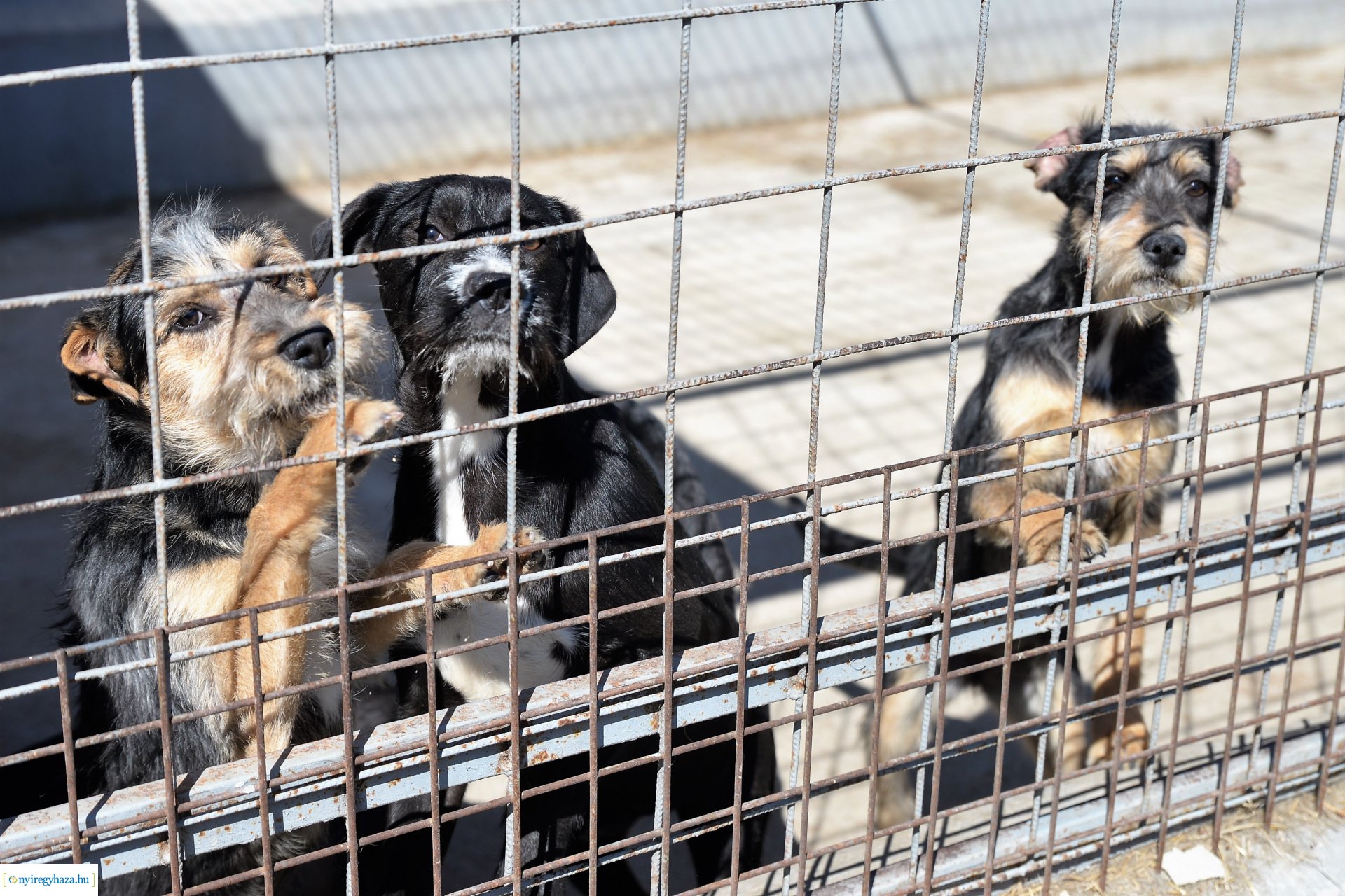 Látogatás az Állatbarát Alapítvány Állatotthonában