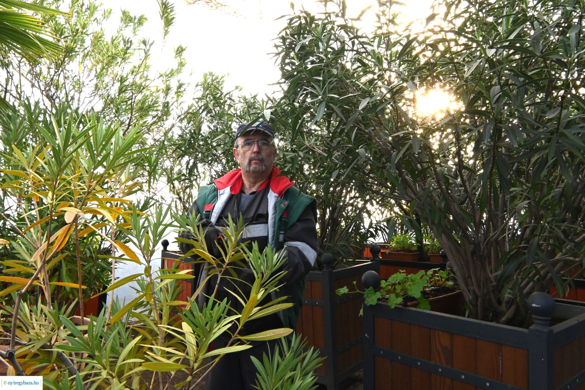 Leanderek teletetése a NYÍRVV fóliasátrában