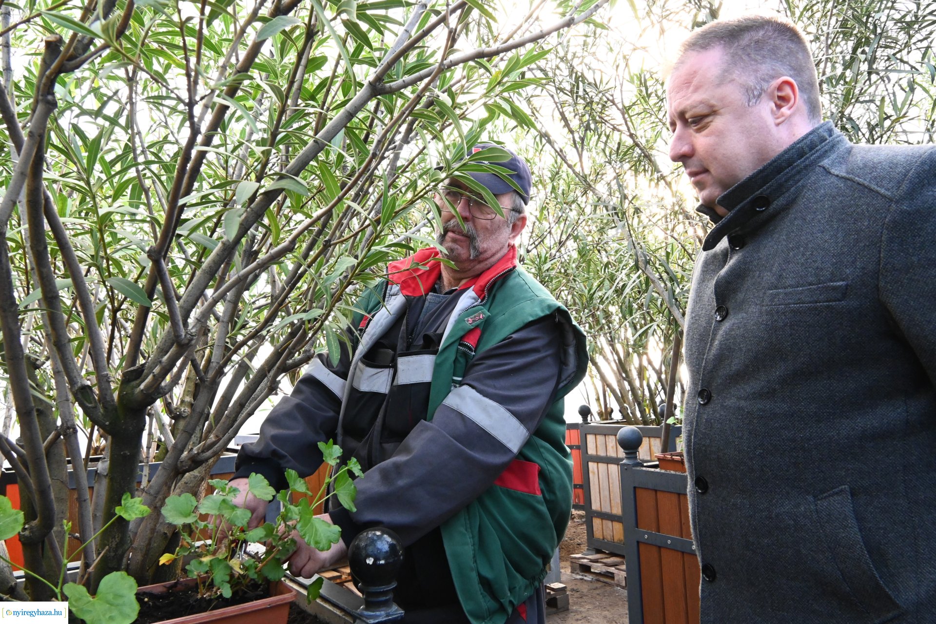 Leanderek teletetése a NYÍRVV fóliasátrában