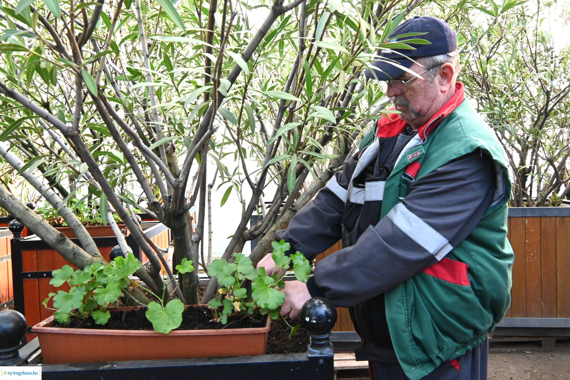 Leanderek teletetése a NYÍRVV fóliasátrában