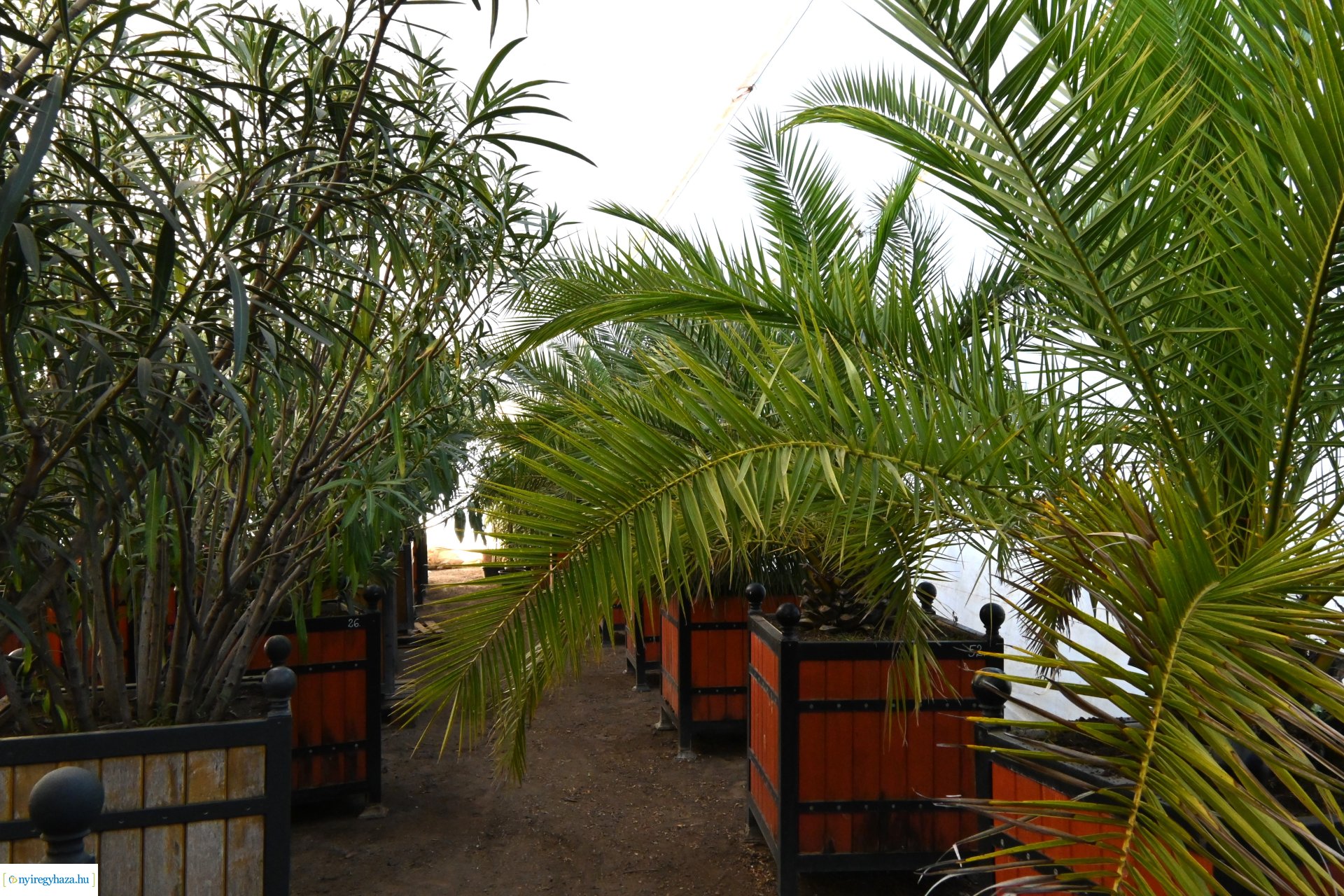 Leanderek teletetése a NYÍRVV fóliasátrában