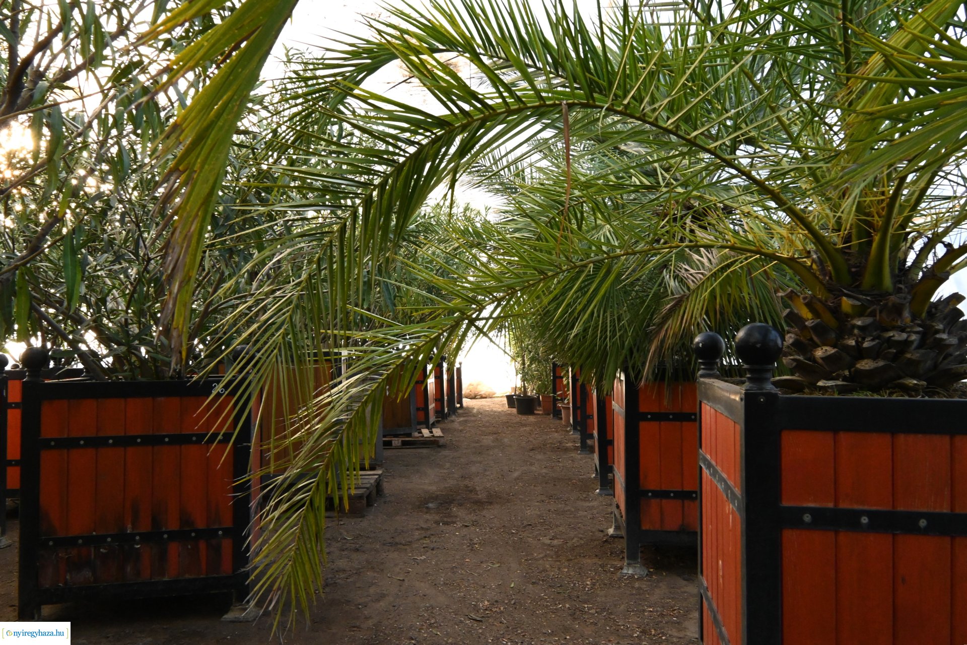 Leanderek teletetése a NYÍRVV fóliasátrában