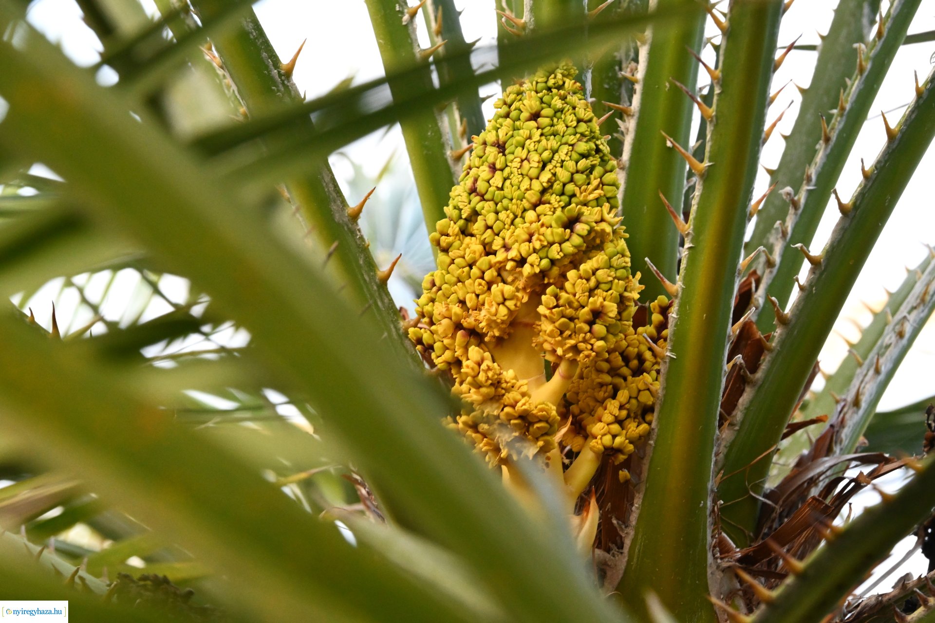 Leanderek teletetése a NYÍRVV fóliasátrában