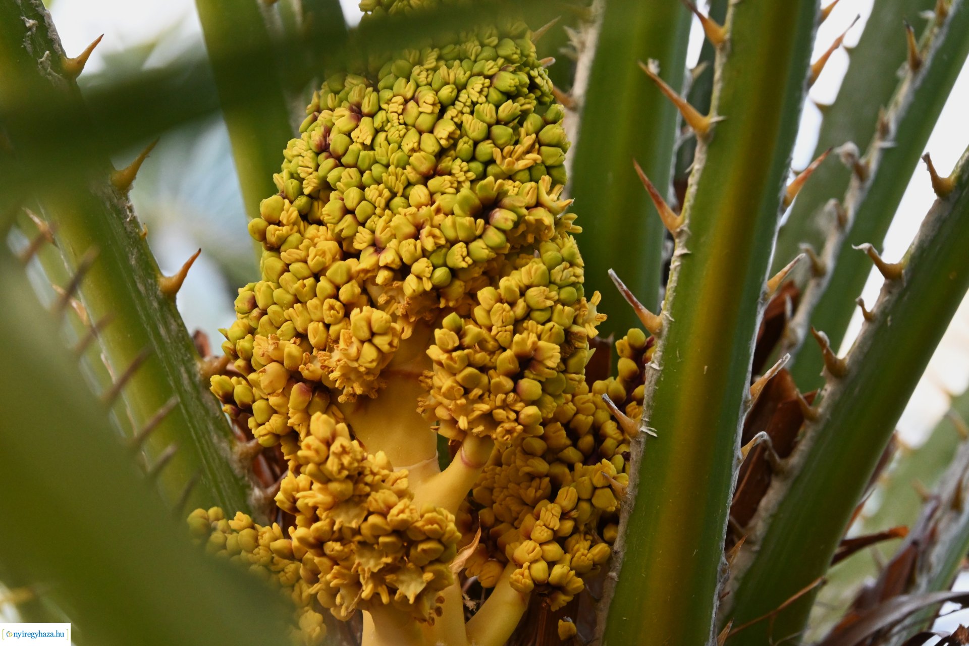 Leanderek teletetése a NYÍRVV fóliasátrában