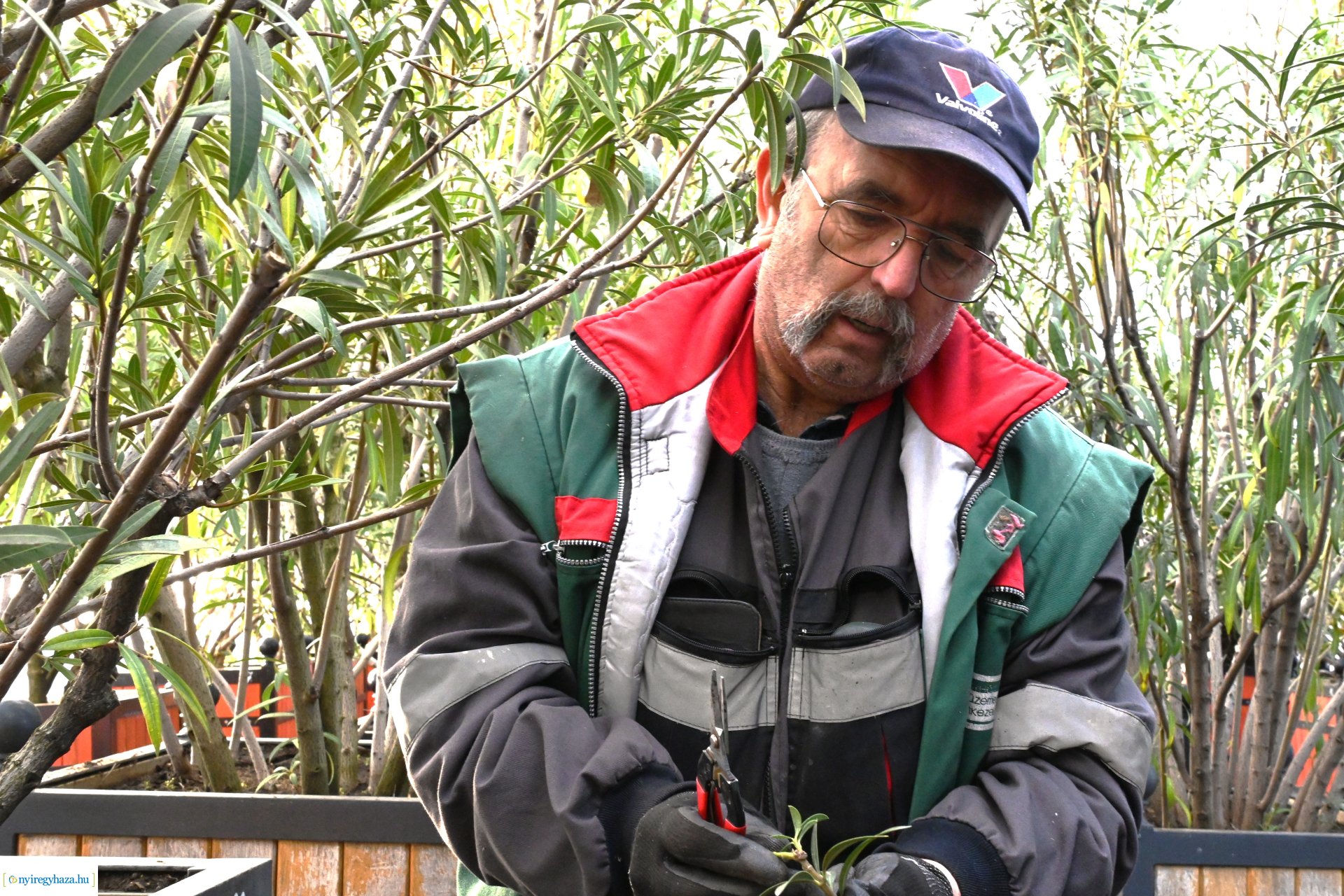 Leanderek teletetése a NYÍRVV fóliasátrában