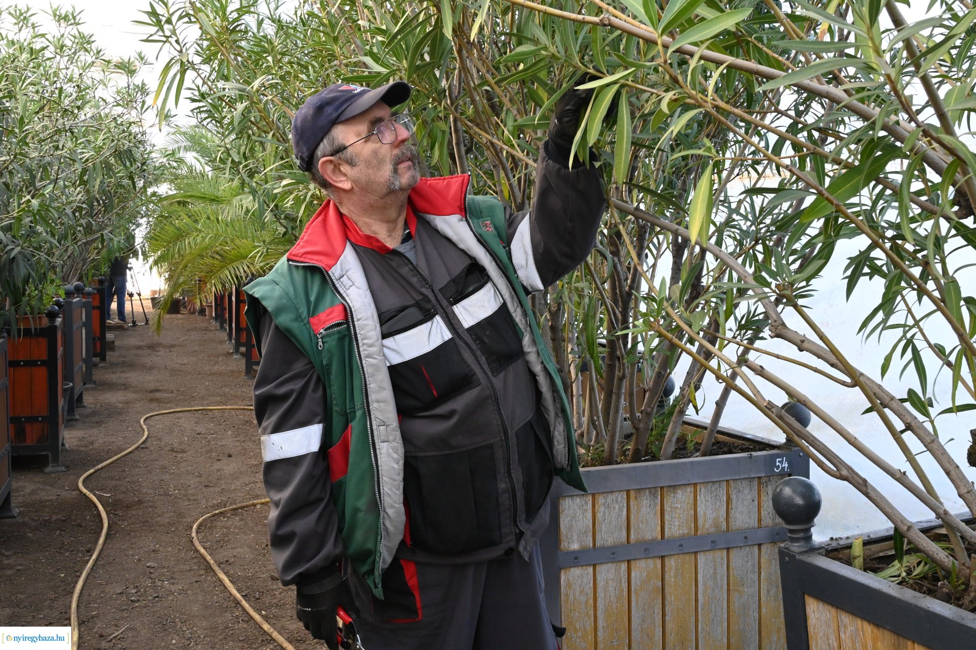 Leanderek teletetése a NYÍRVV fóliasátrában