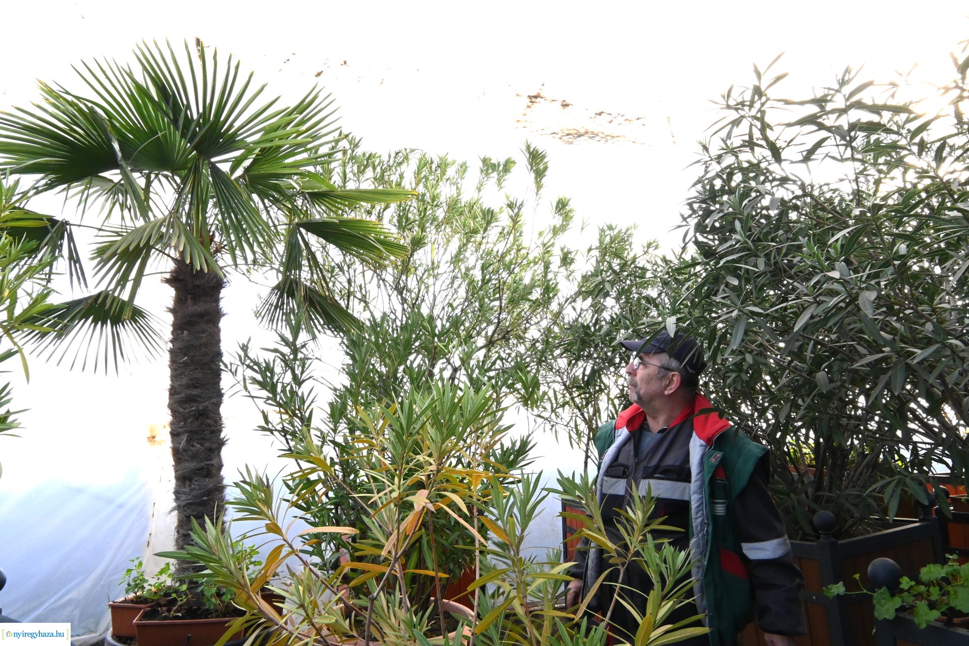 Leanderek teletetése a NYÍRVV fóliasátrában