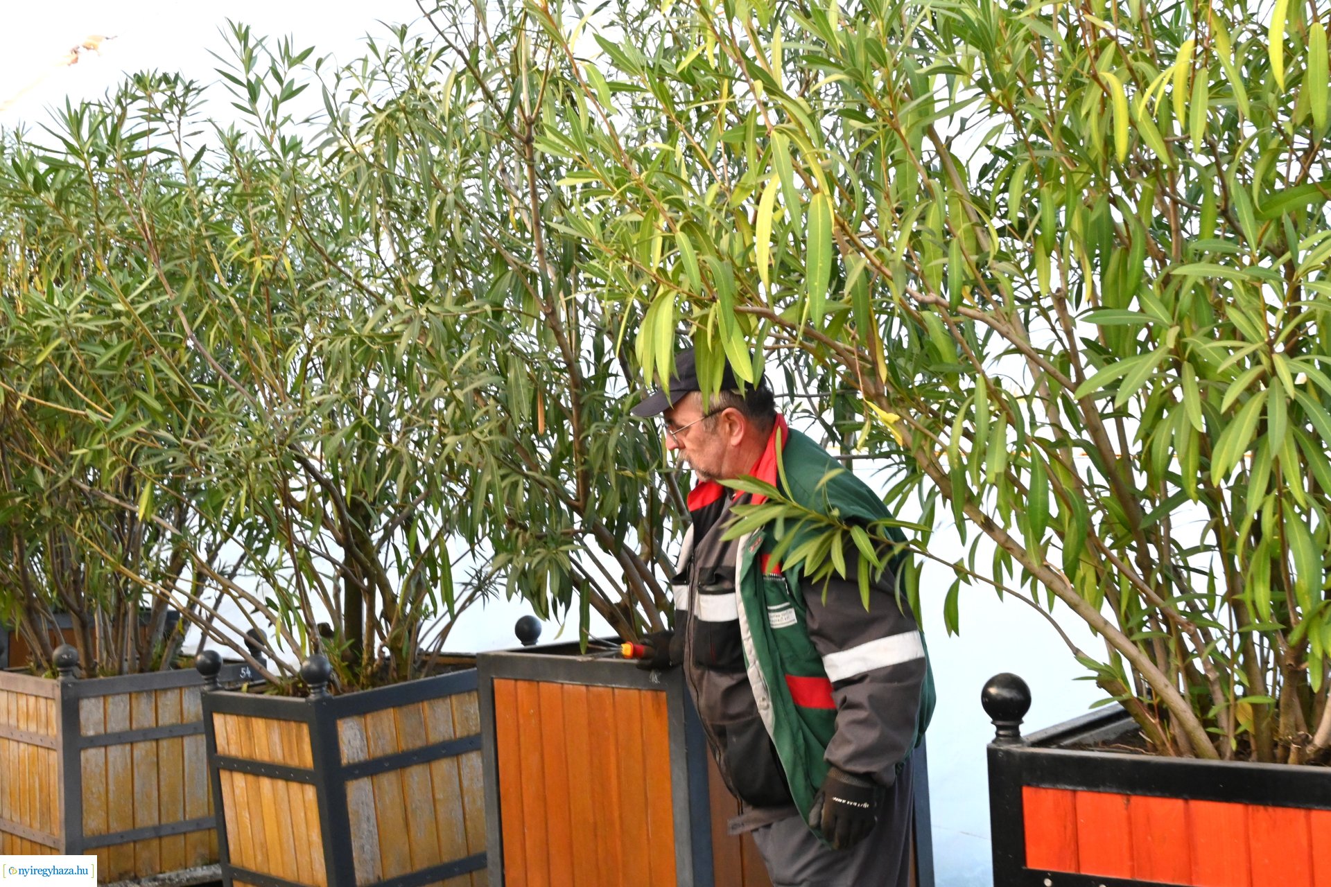 Leanderek teletetése a NYÍRVV fóliasátrában