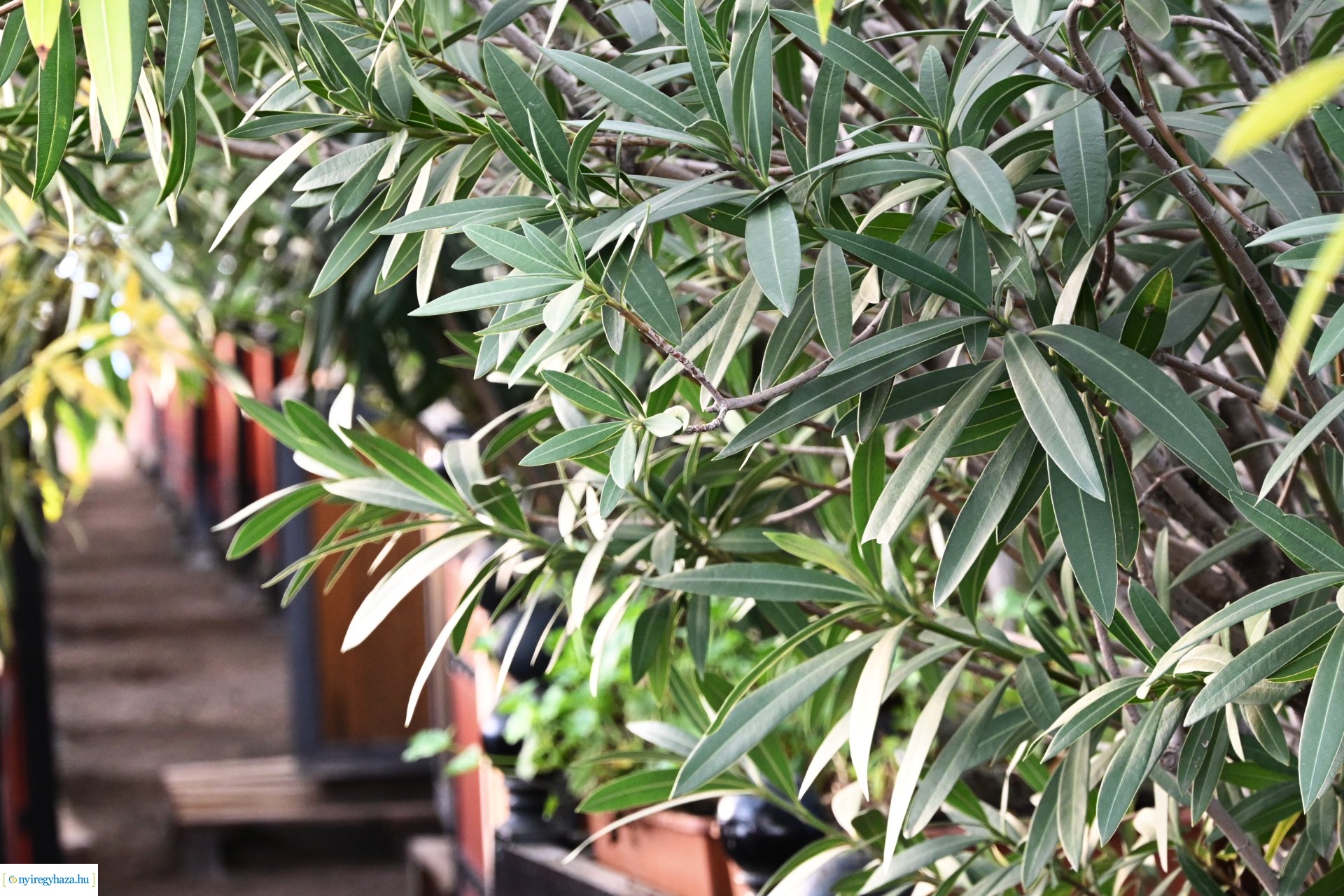 Leanderek teletetése a NYÍRVV fóliasátrában