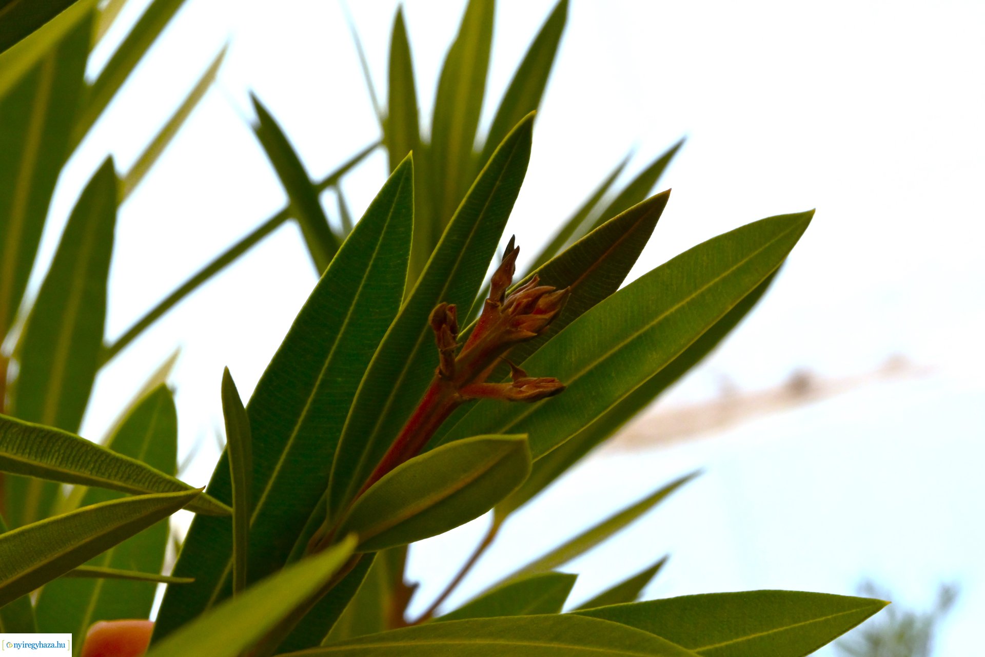 Leanderek teletetése a NYÍRVV fóliasátrában