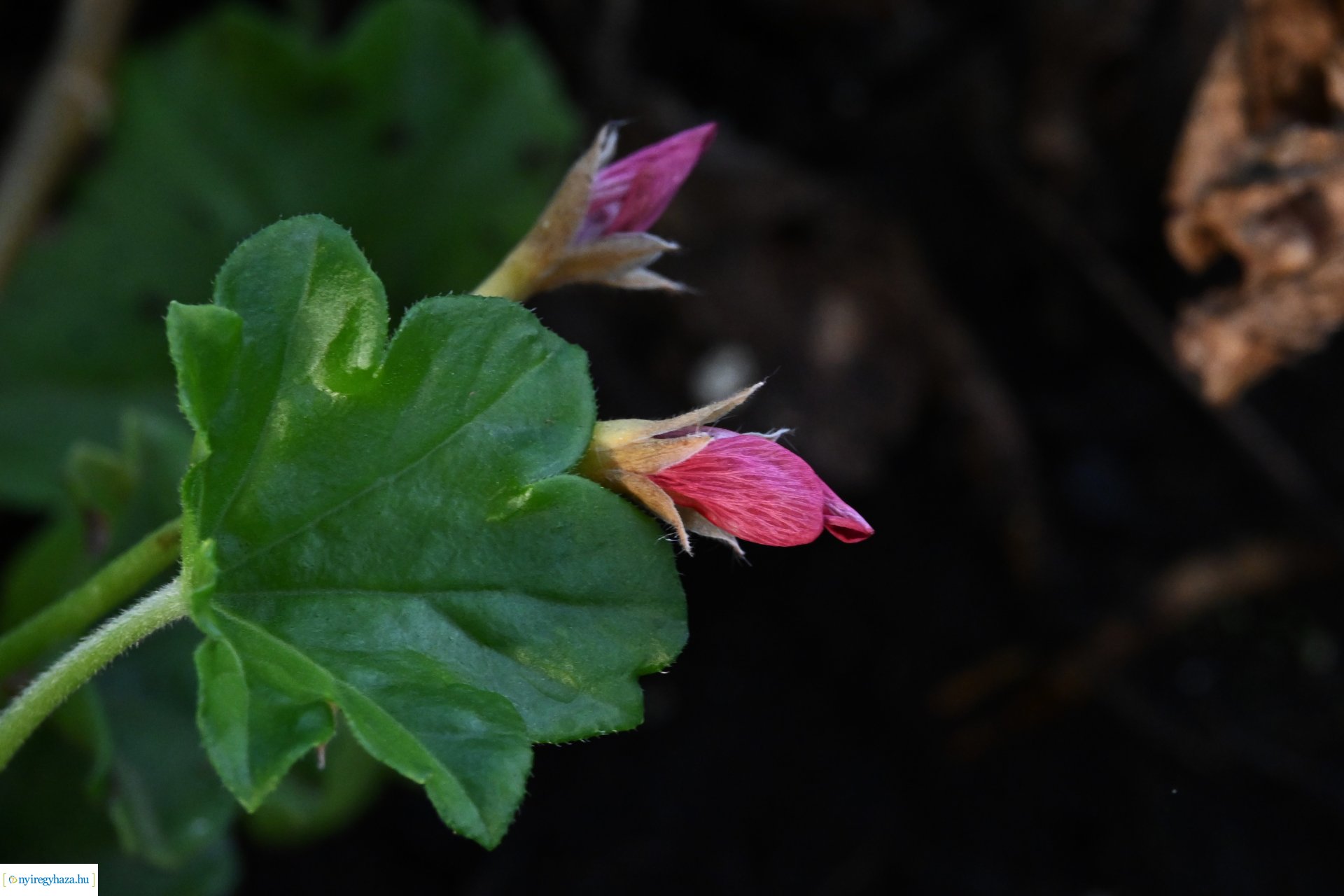 Leanderek teletetése a NYÍRVV fóliasátrában