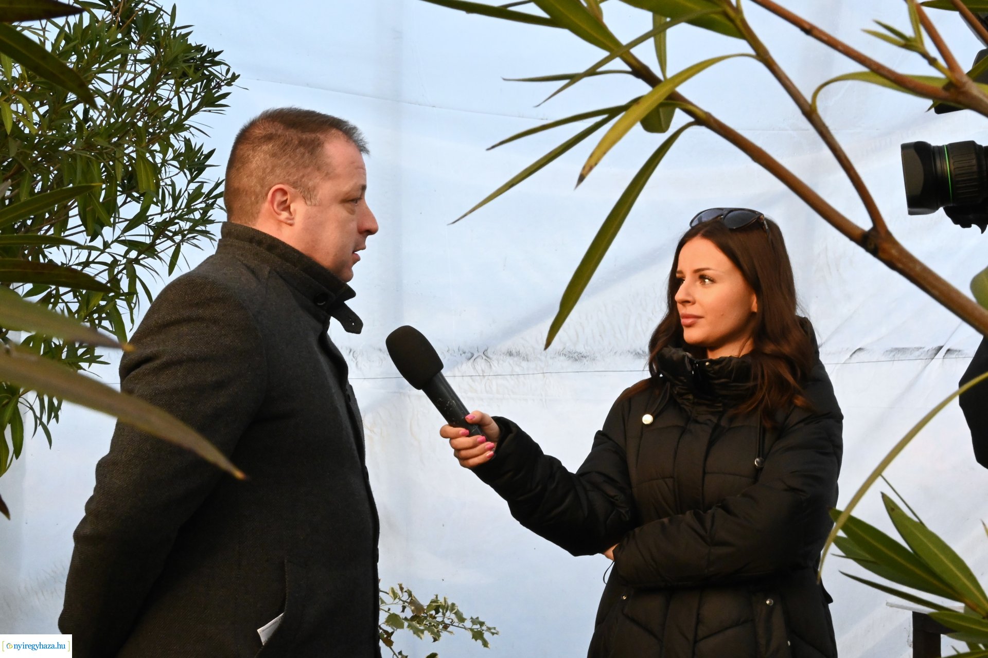 Leanderek teletetése a NYÍRVV fóliasátrában