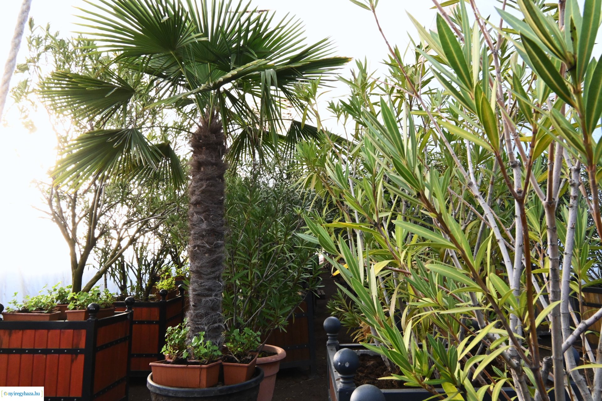 Leanderek teletetése a NYÍRVV fóliasátrában