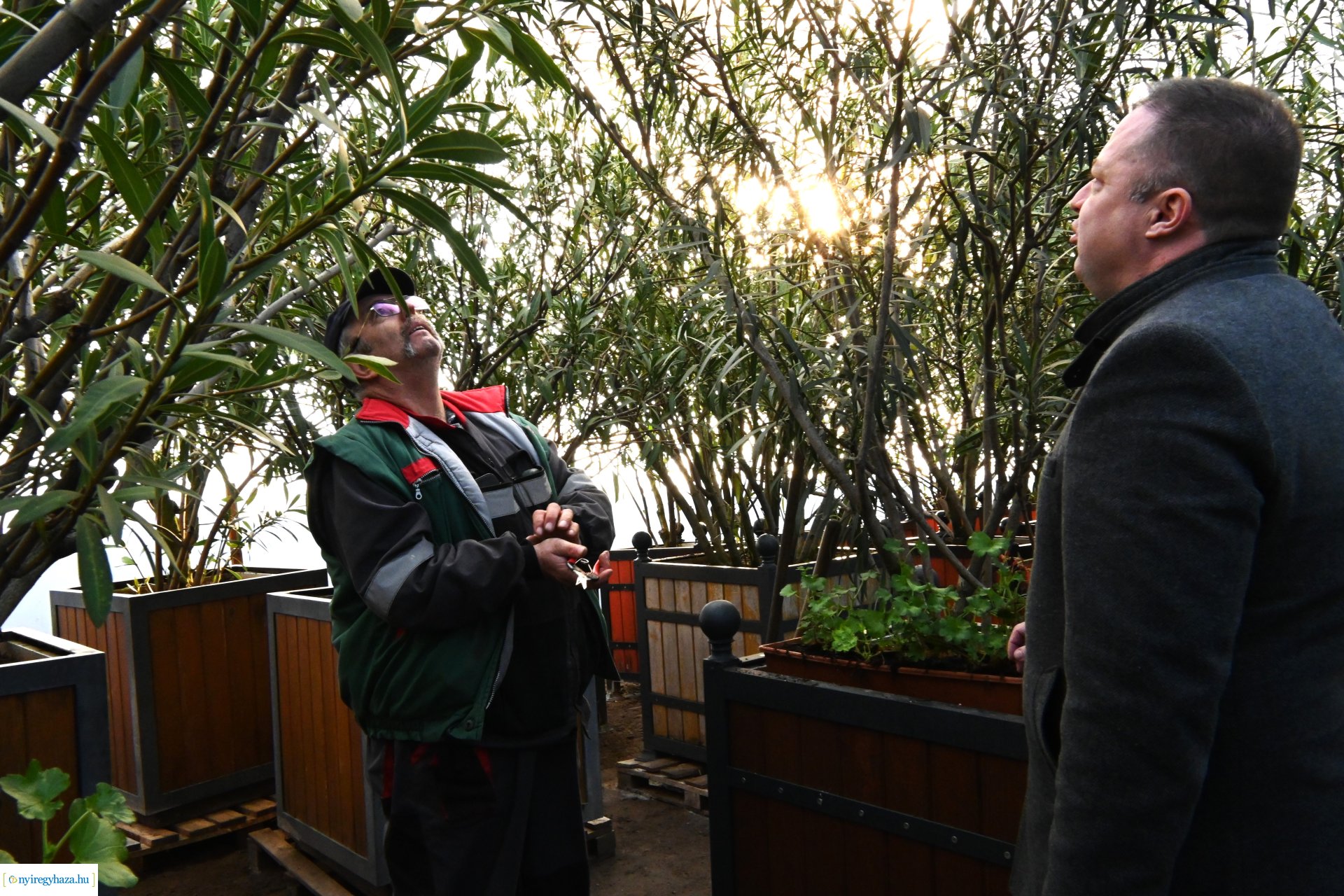 Leanderek teletetése a NYÍRVV fóliasátrában