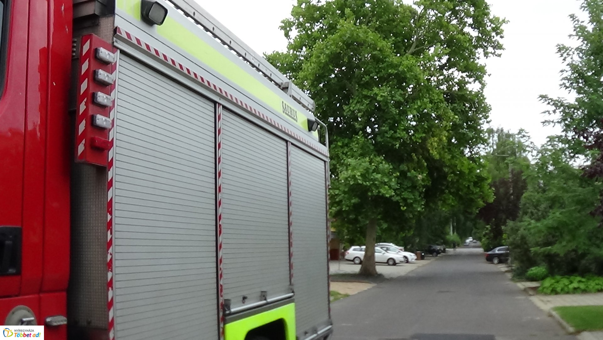 Lehasadt egy platánfa ága a Lengyel utcán