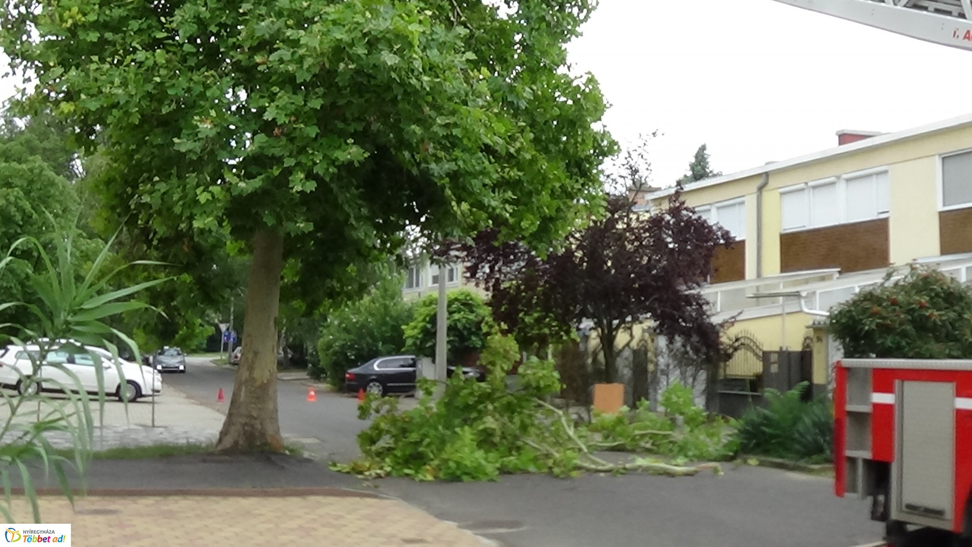 Lehasadt egy platánfa ága a Lengyel utcán