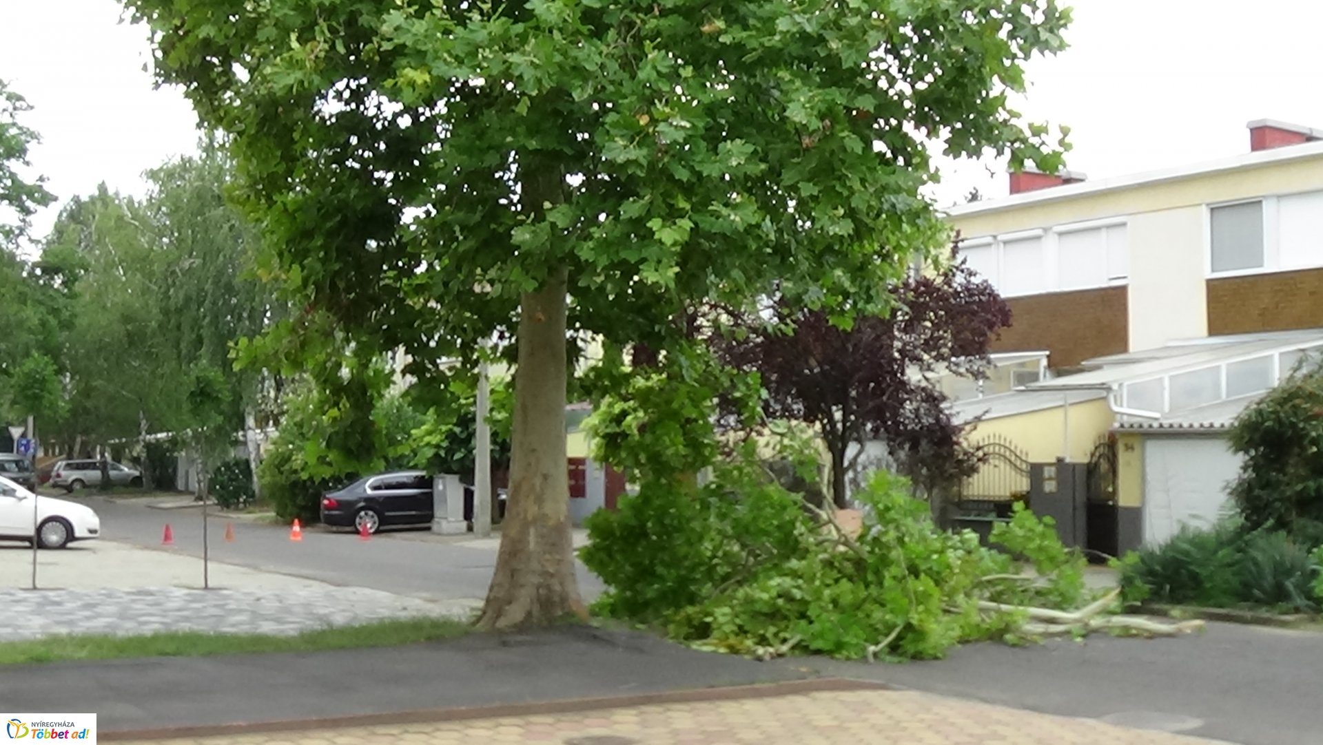 Lehasadt egy platánfa ága a Lengyel utcán