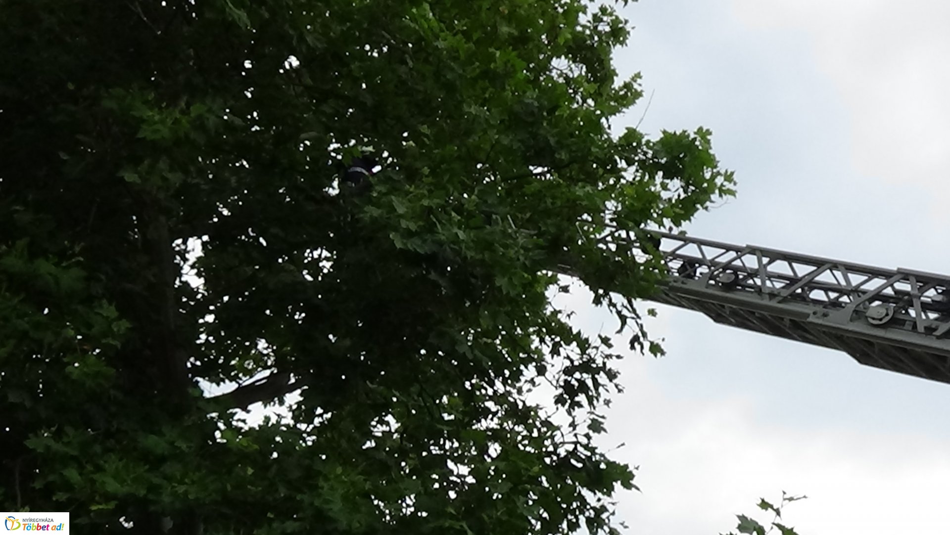 Lehasadt egy platánfa ága a Lengyel utcán