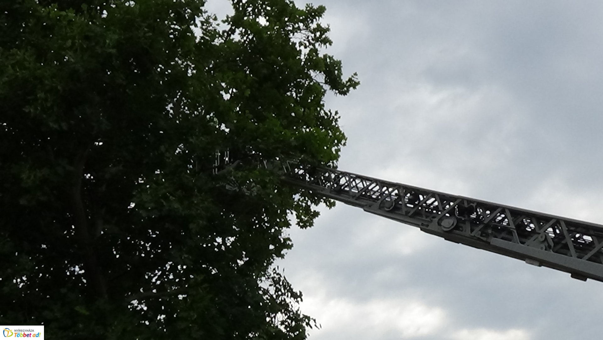 Lehasadt egy platánfa ága a Lengyel utcán