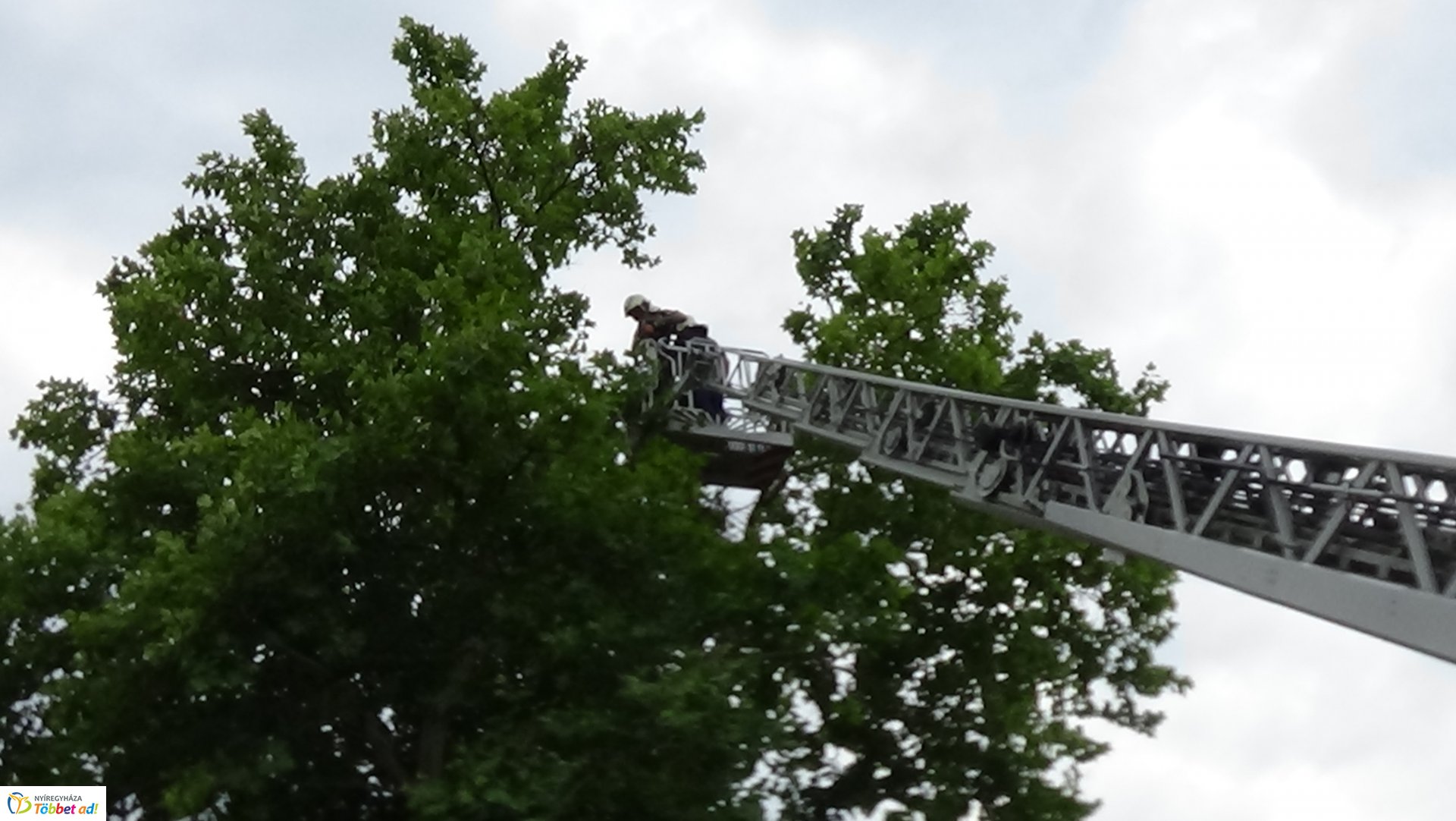 Lehasadt egy platánfa ága a Lengyel utcán