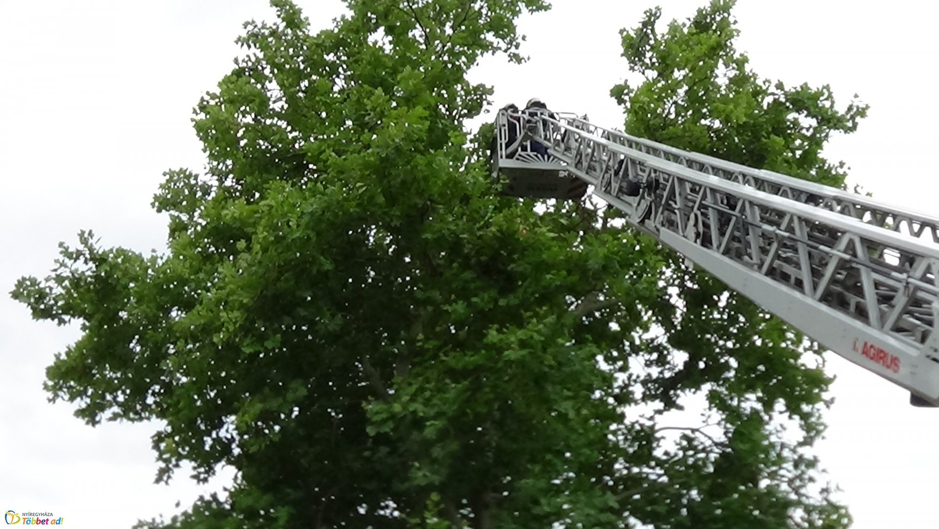 Lehasadt egy platánfa ága a Lengyel utcán