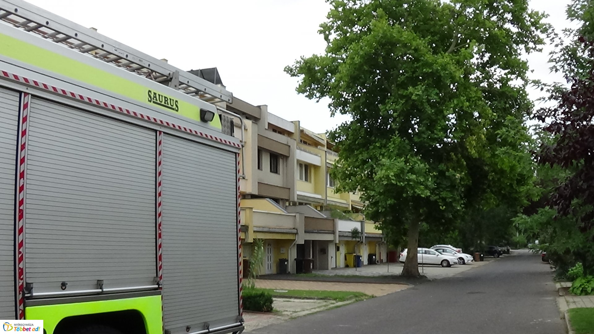 Lehasadt egy platánfa ága a Lengyel utcán