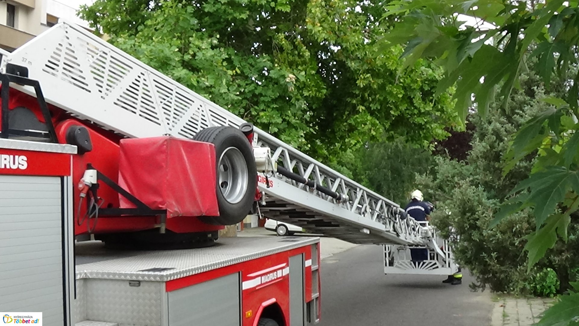 Lehasadt egy platánfa ága a Lengyel utcán