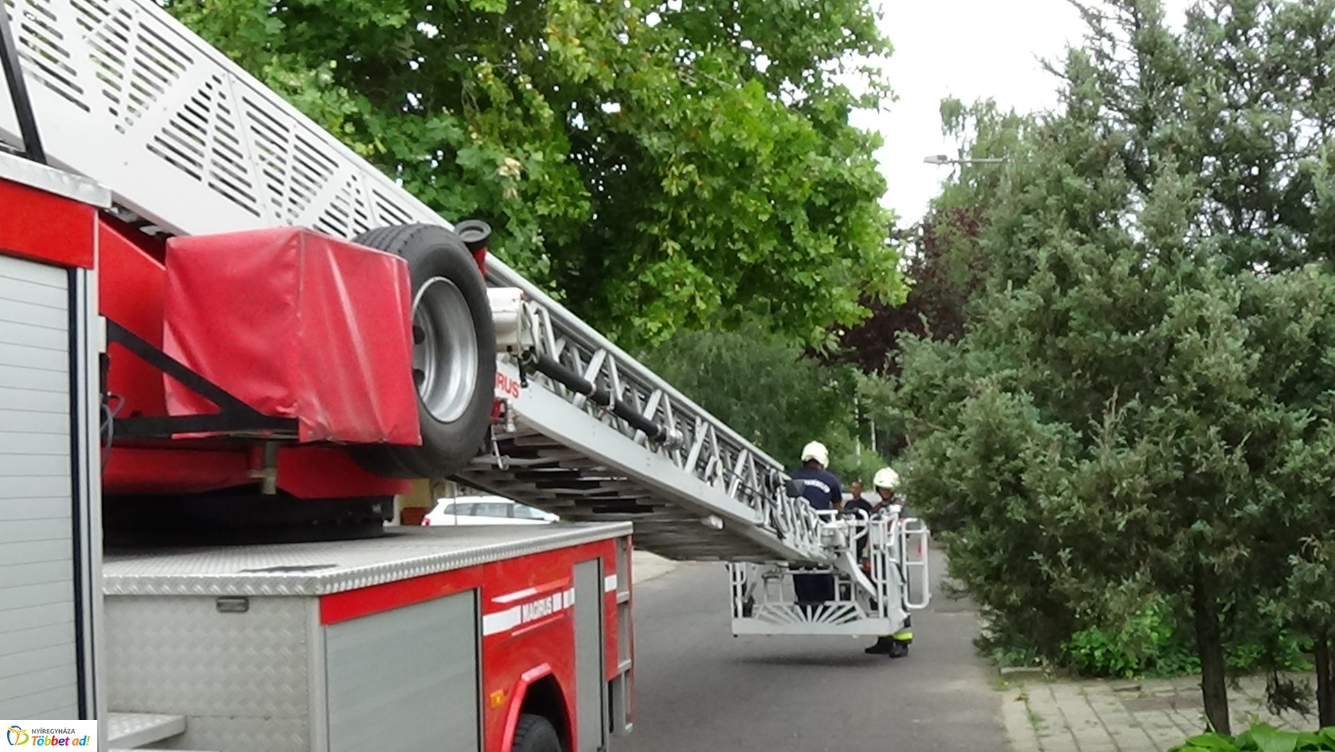 Lehasadt egy platánfa ága a Lengyel utcán