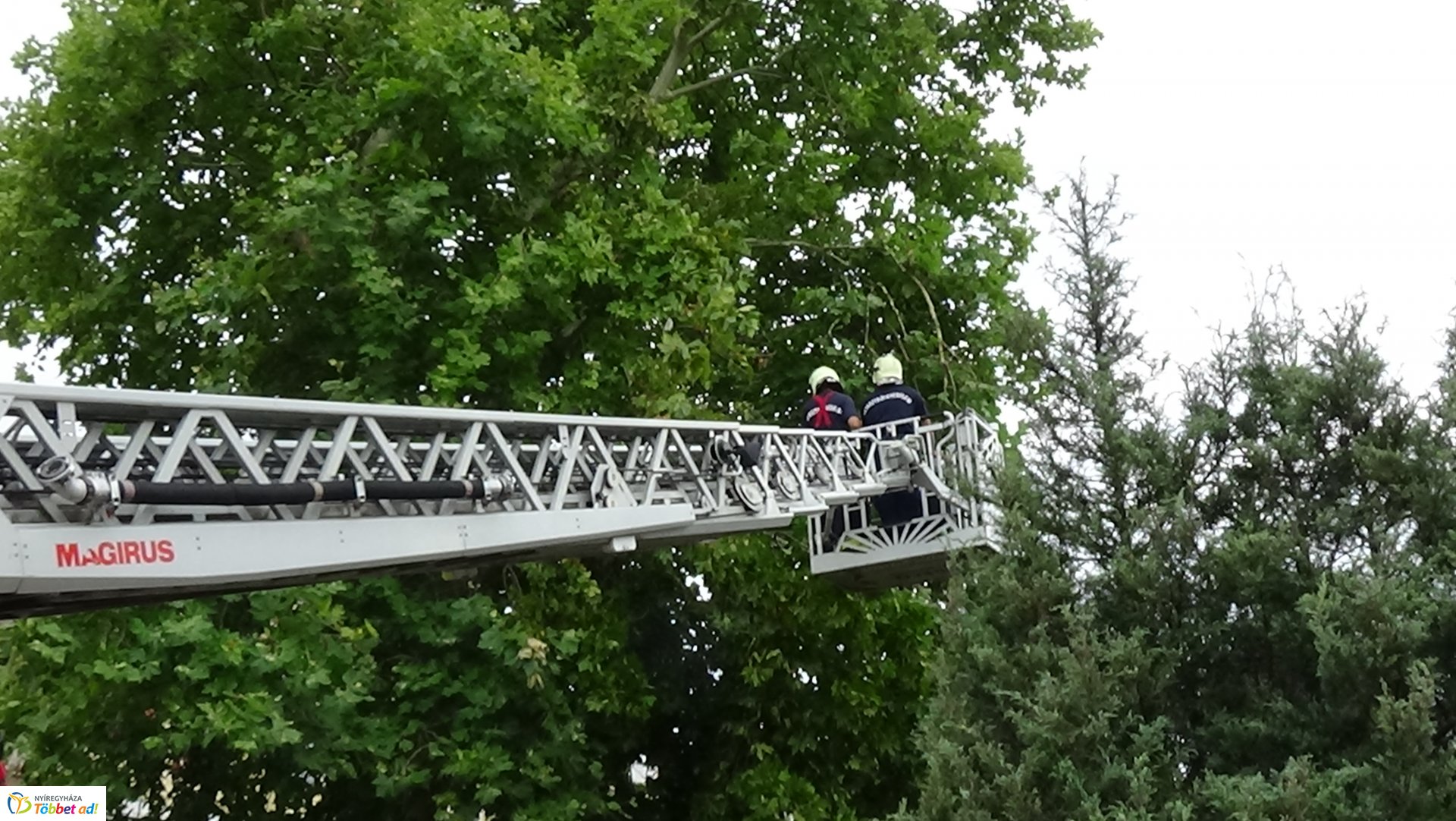 Lehasadt egy platánfa ága a Lengyel utcán