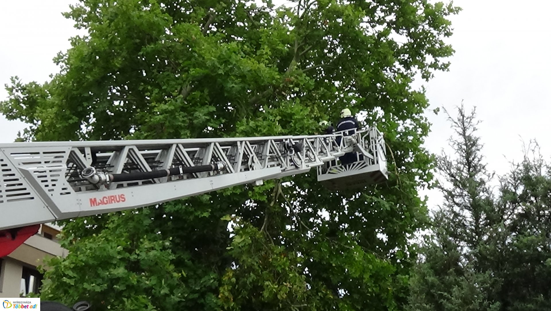 Lehasadt egy platánfa ága a Lengyel utcán