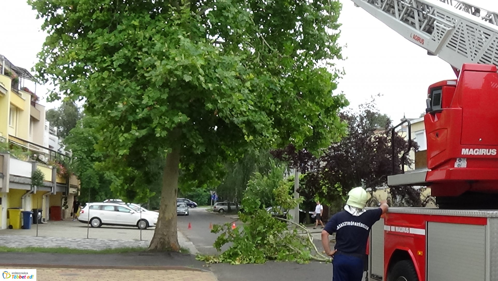 Lehasadt egy platánfa ága a Lengyel utcán