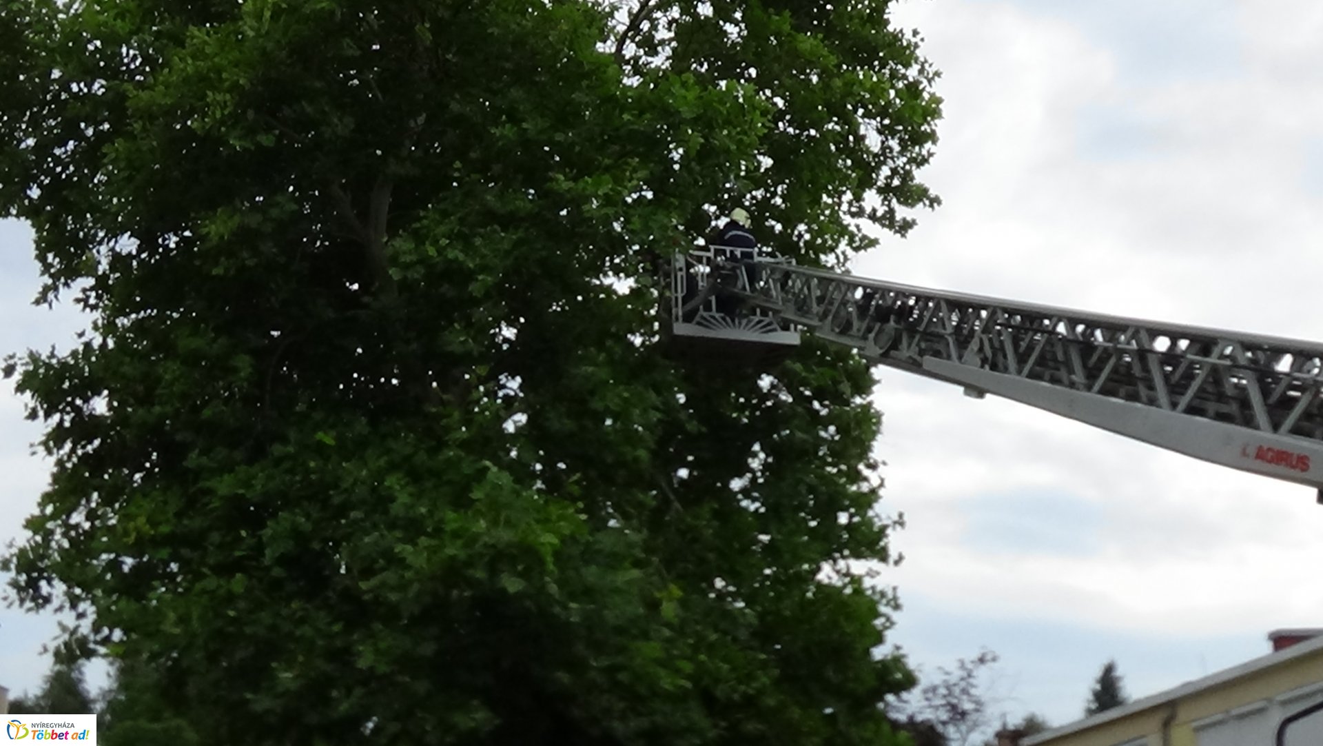 Lehasadt egy platánfa ága a Lengyel utcán