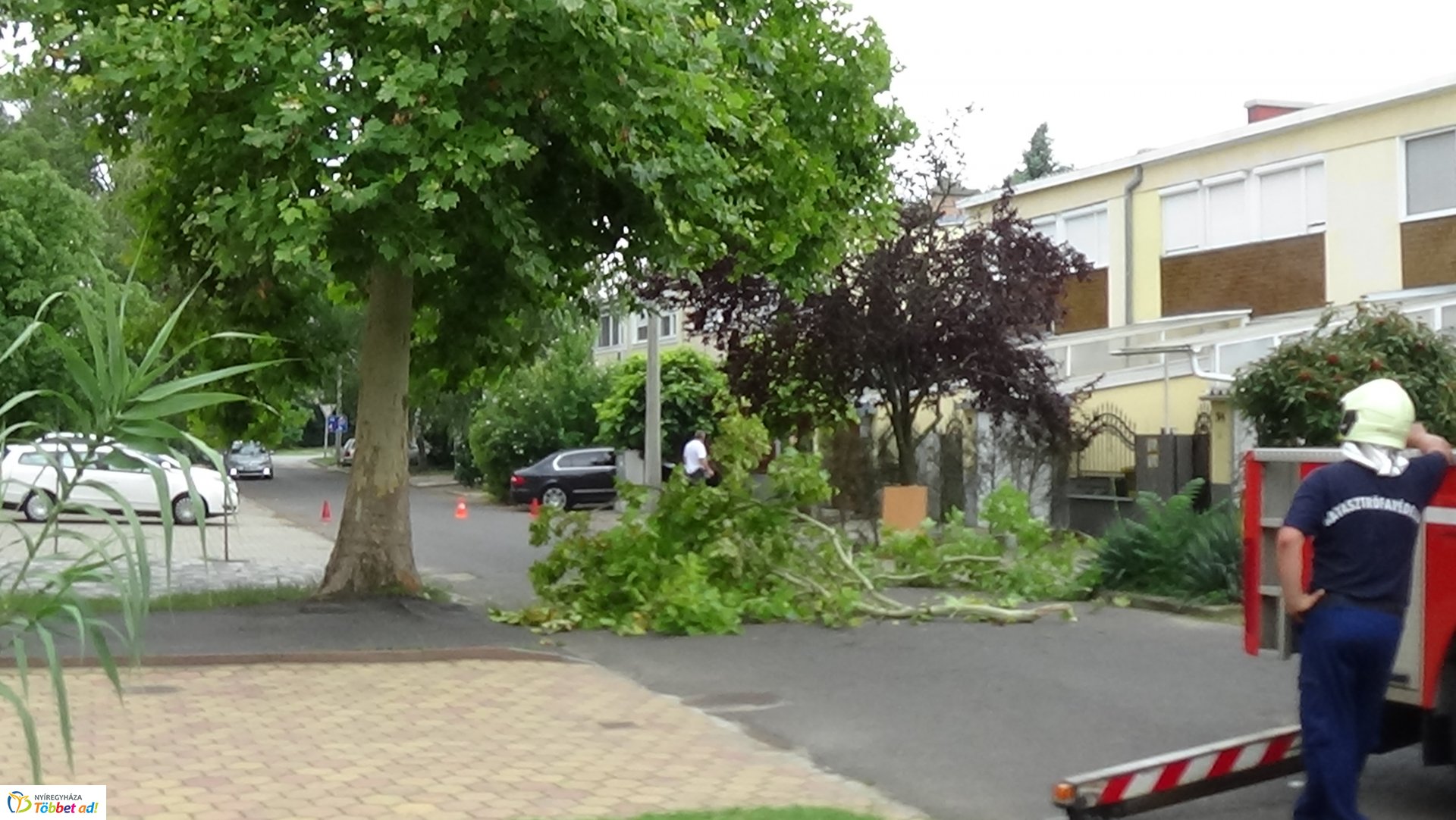 Lehasadt egy platánfa ága a Lengyel utcán