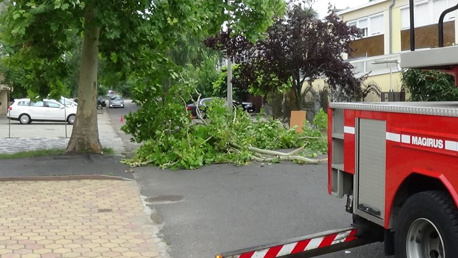 Lehasadt egy platánfa ága a Lengyel utcán