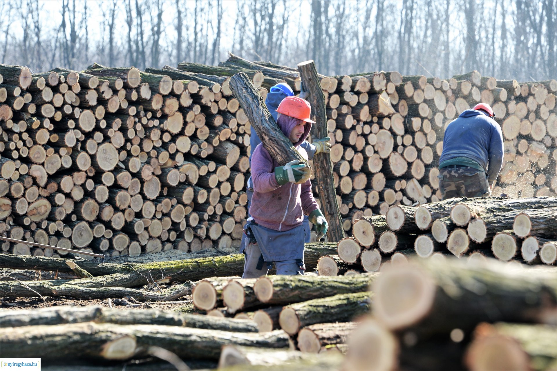 Lezárult a Szociális  Tüzelőanyag Program a Nyírerdőnél