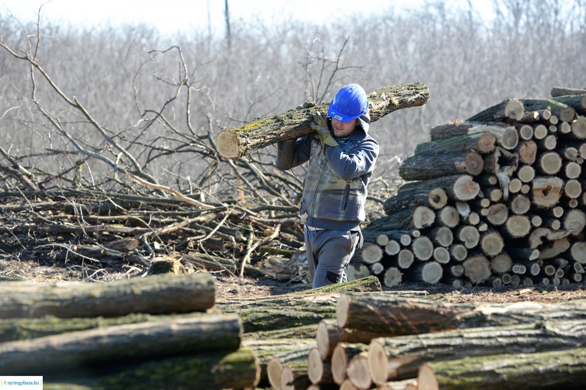 Lezárult a Szociális  Tüzelőanyag Program a Nyírerdőnél