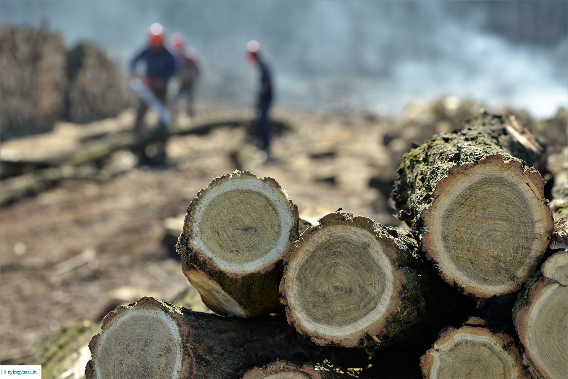 Lezárult a Szociális  Tüzelőanyag Program a Nyírerdőnél