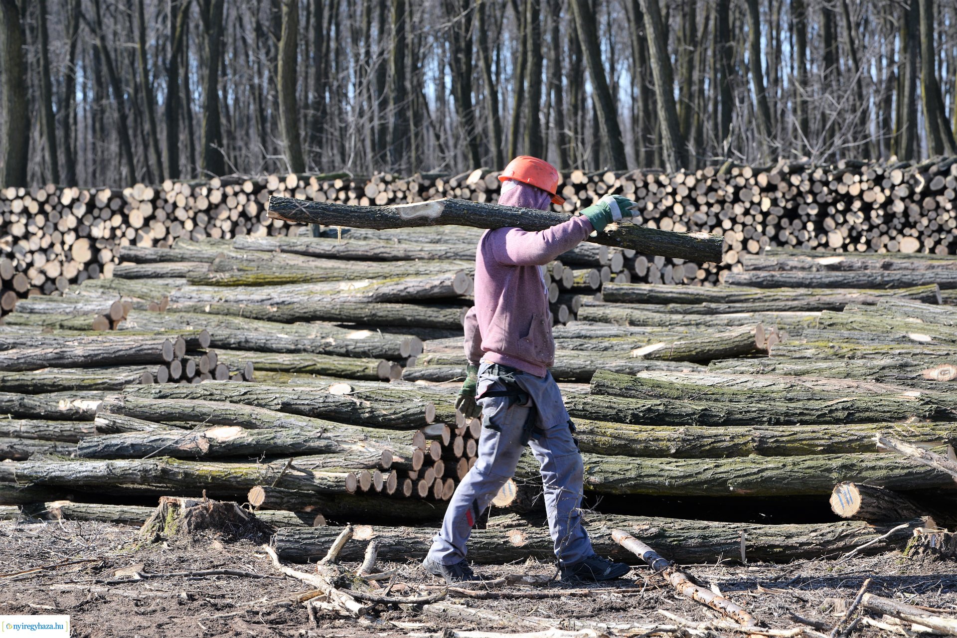 Lezárult a Szociális  Tüzelőanyag Program a Nyírerdőnél