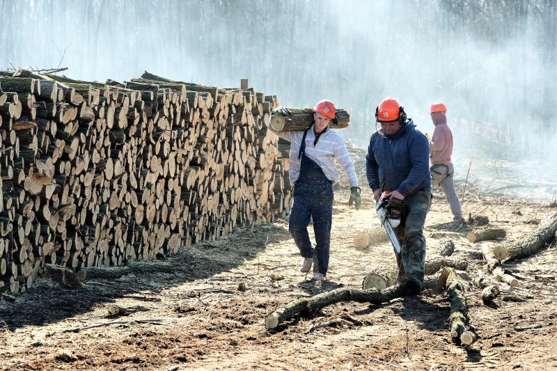 Lezárult a Szociális  Tüzelőanyag Program a Nyírerdőnél