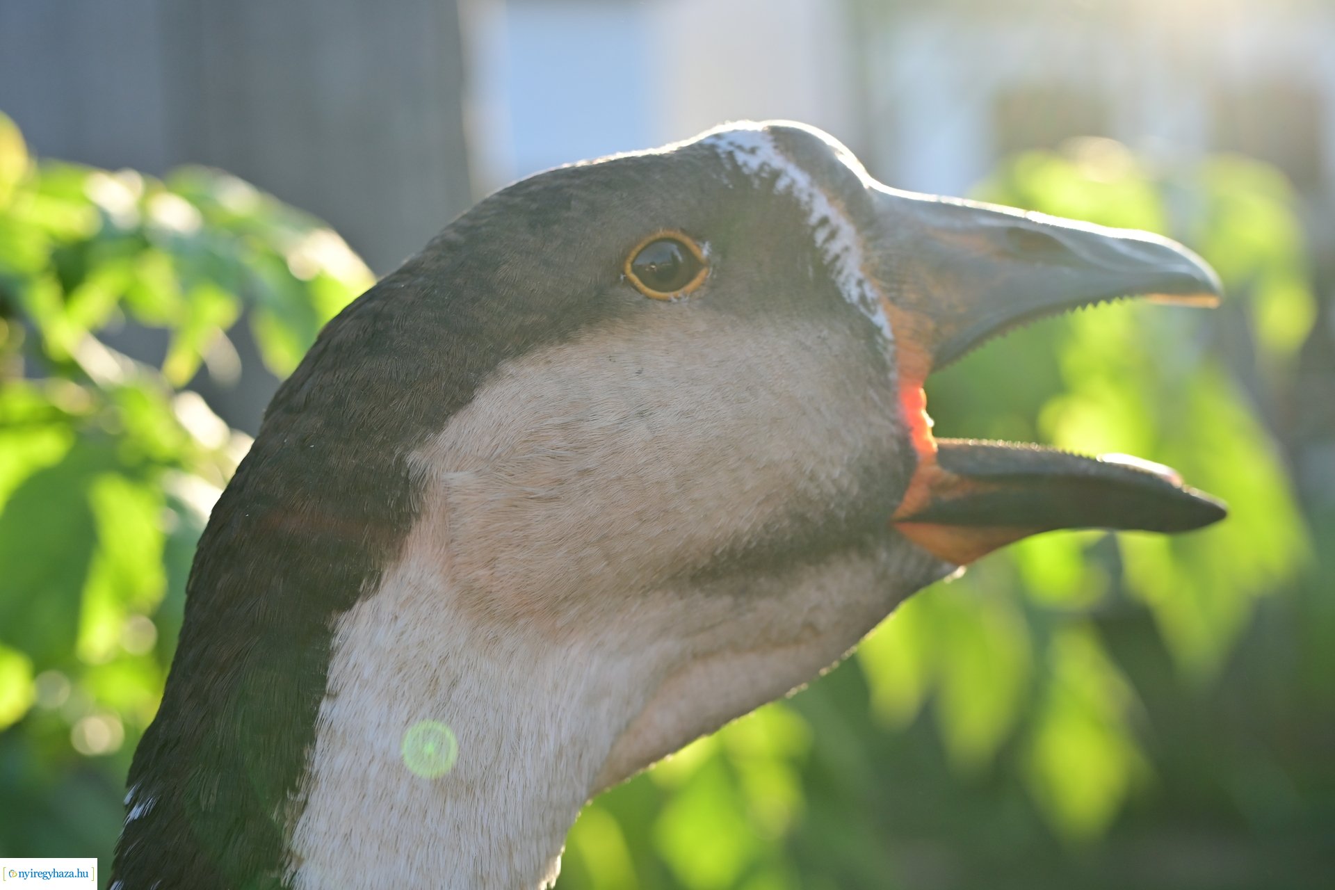 Liba Márton Nap a Múzeumfaluban 2024