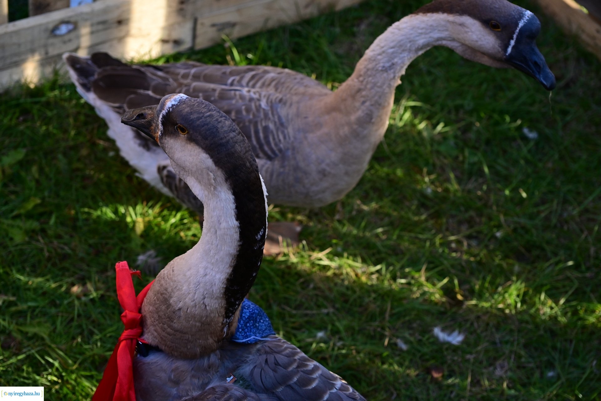 Liba Márton Nap a Múzeumfaluban 2024