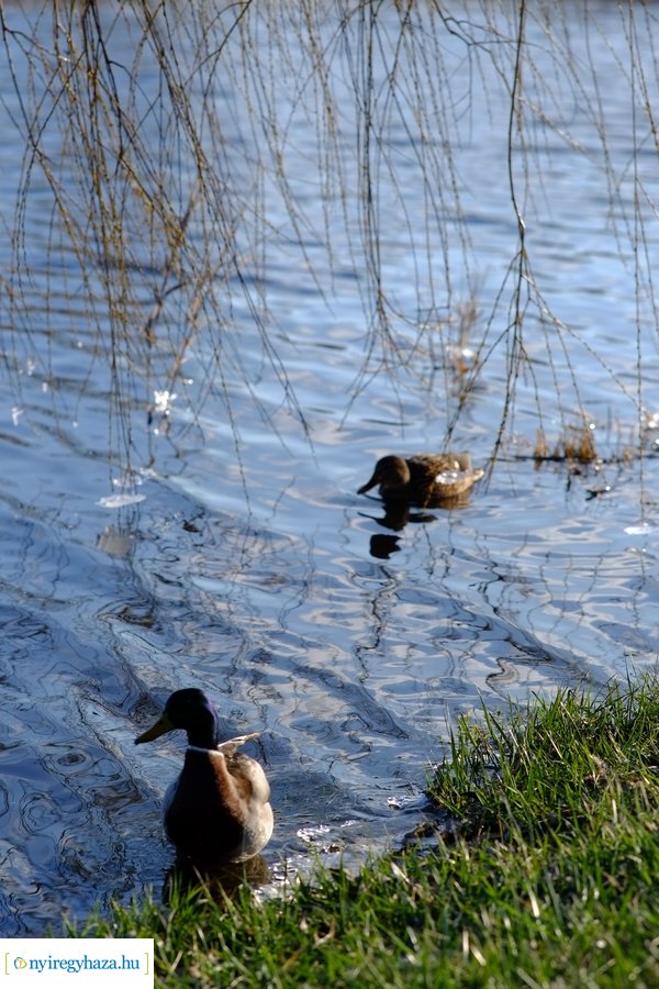 Ligeti csendélet 20230206