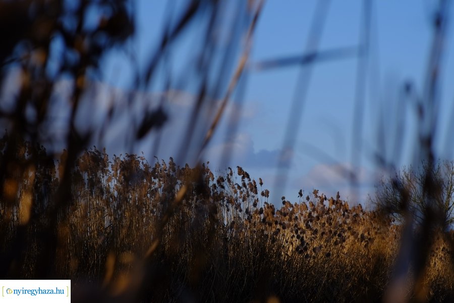 Ligeti csendélet 20230206